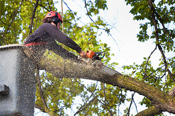 Trusted Guymon, OK Tree Services Experts