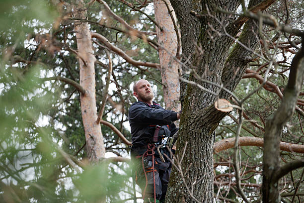 How Our Tree Care Process Works  in  Guymon, OK